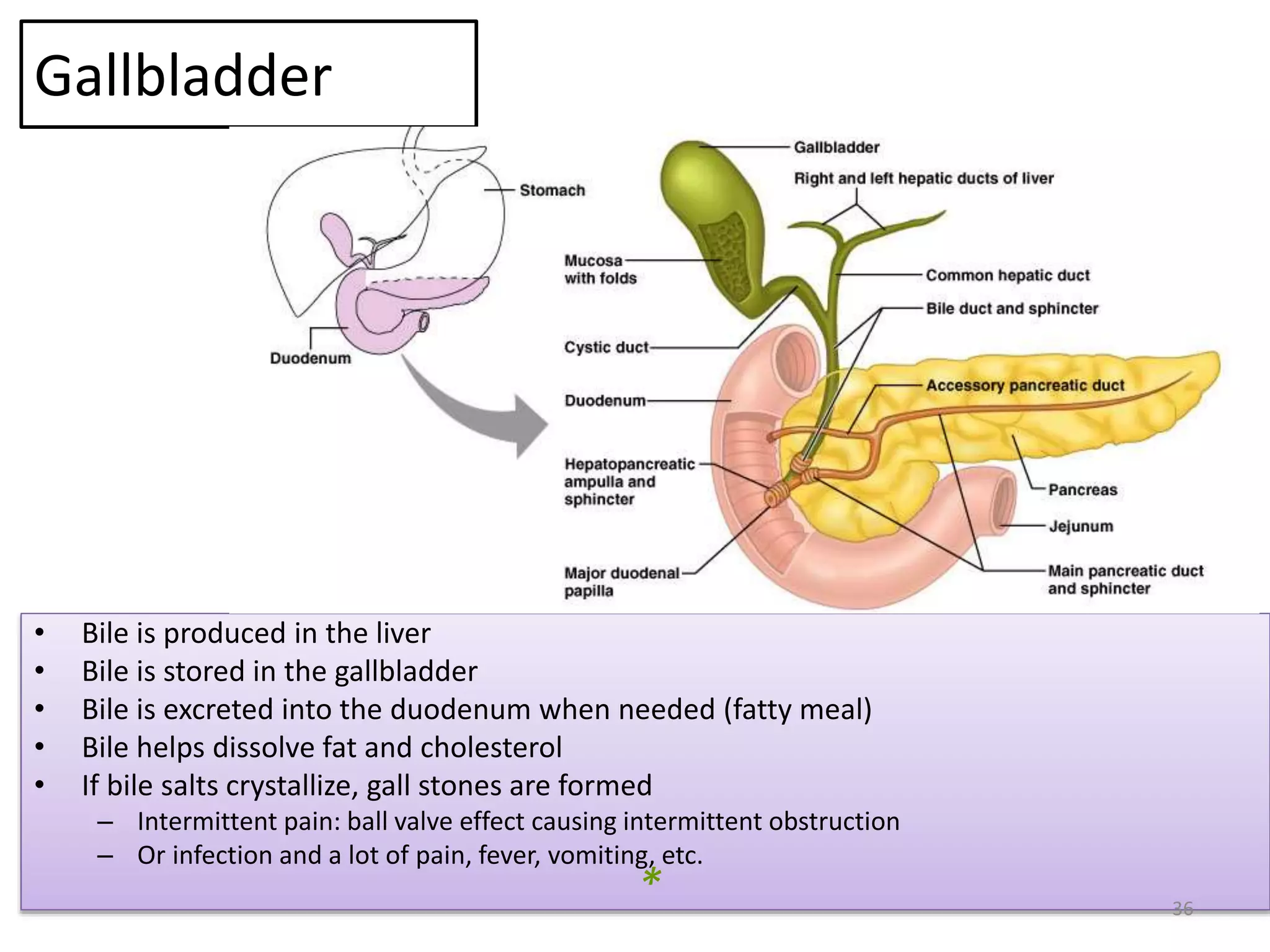 Gallbladder
• Bile is produced in the liver
• Bile is stored in the gallbladder
• Bile is excreted into the duodenum when needed (fatty meal)
• Bile helps dissolve fat and cholesterol
• If bile salts crystallize, gall stones are formed
– Intermittent pain: ball valve effect causing intermittent obstruction
– Or infection and a lot of pain, fever, vomiting, etc.
36
*
 