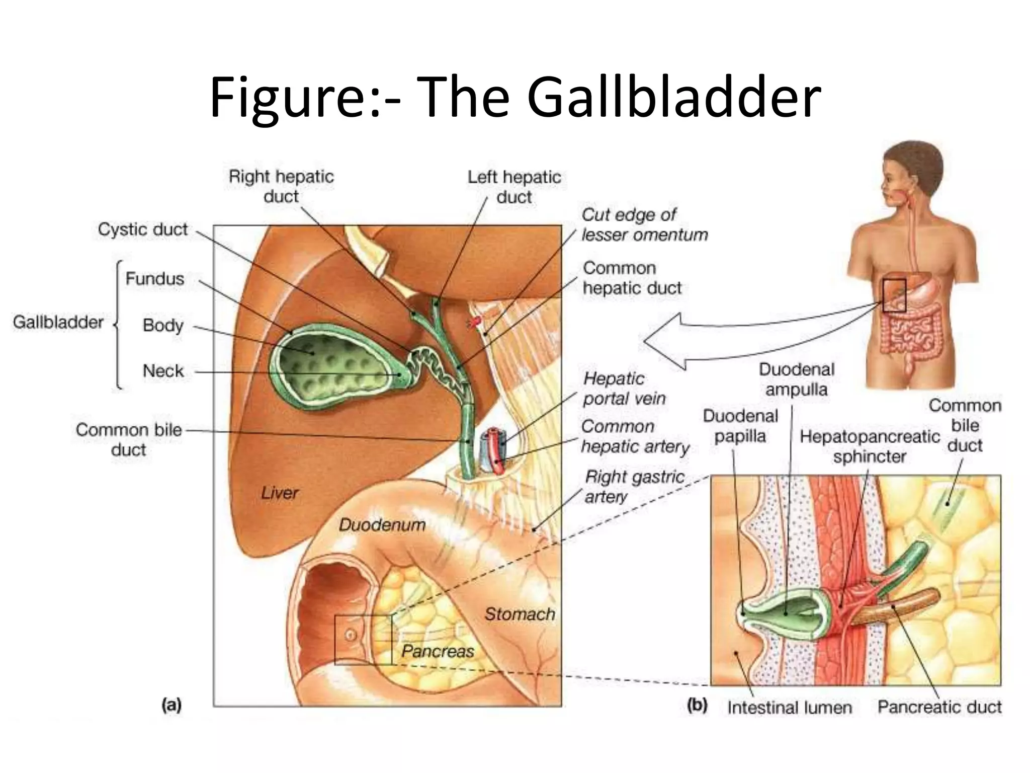 Figure:- The Gallbladder
 