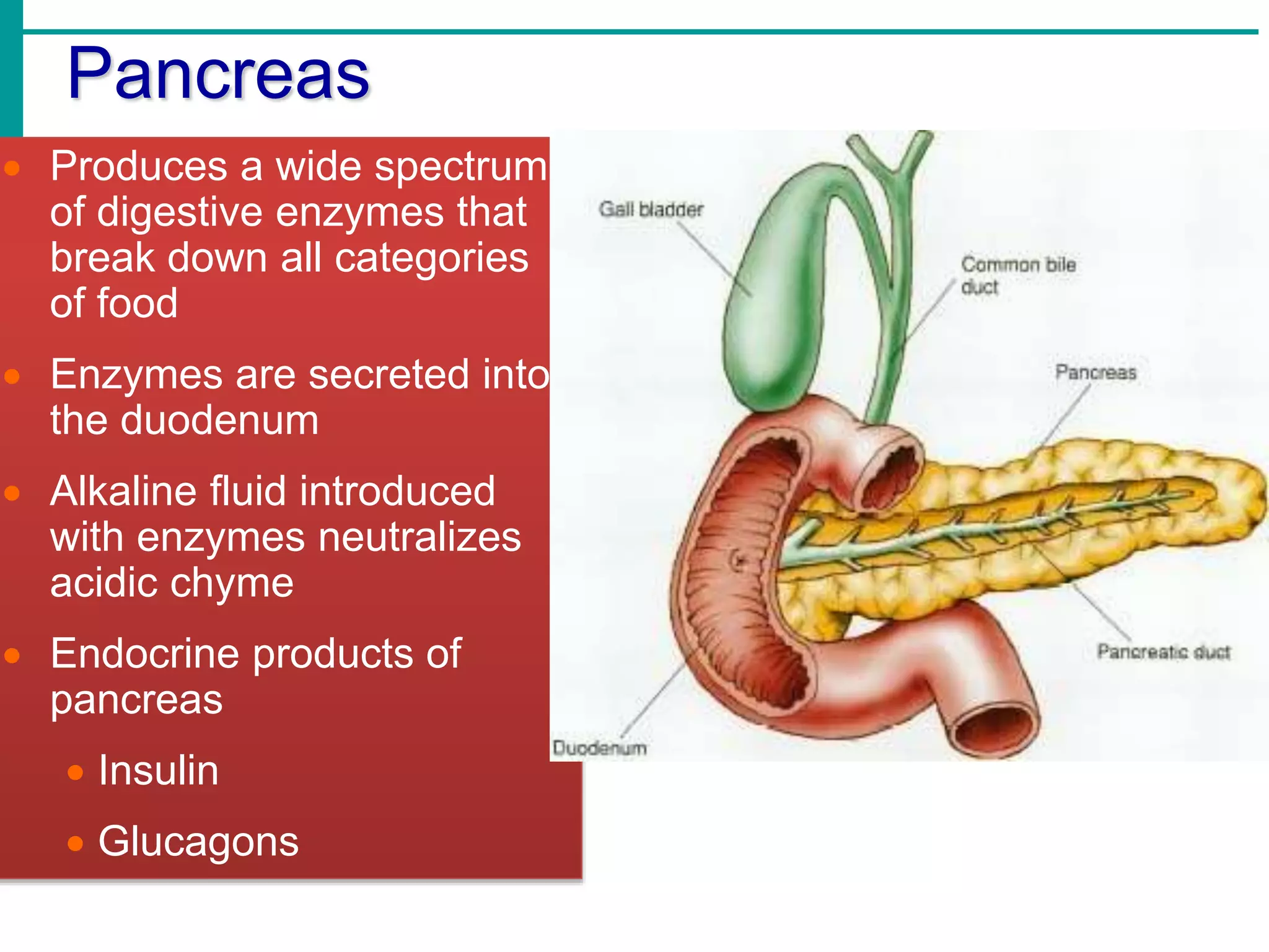 Pancreas
 Produces a wide spectrum
of digestive enzymes that
break down all categories
of food
 Enzymes are secreted into
the duodenum
 Alkaline fluid introduced
with enzymes neutralizes
acidic chyme
 Endocrine products of
pancreas
 Insulin
 Glucagons
 