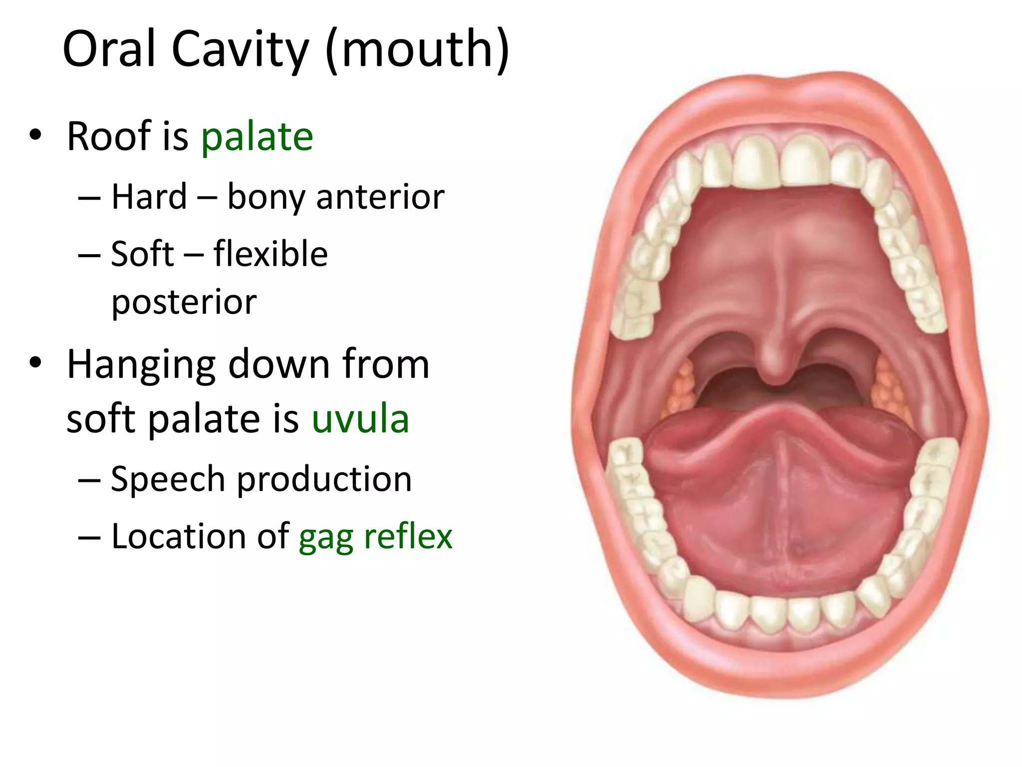 Oral Cavity (mouth)
• Roof is palate
– Hard – bony anterior
– Soft – flexible
posterior
• Hanging down from
soft palate is uvula
– Speech production
– Location of gag reflex
 