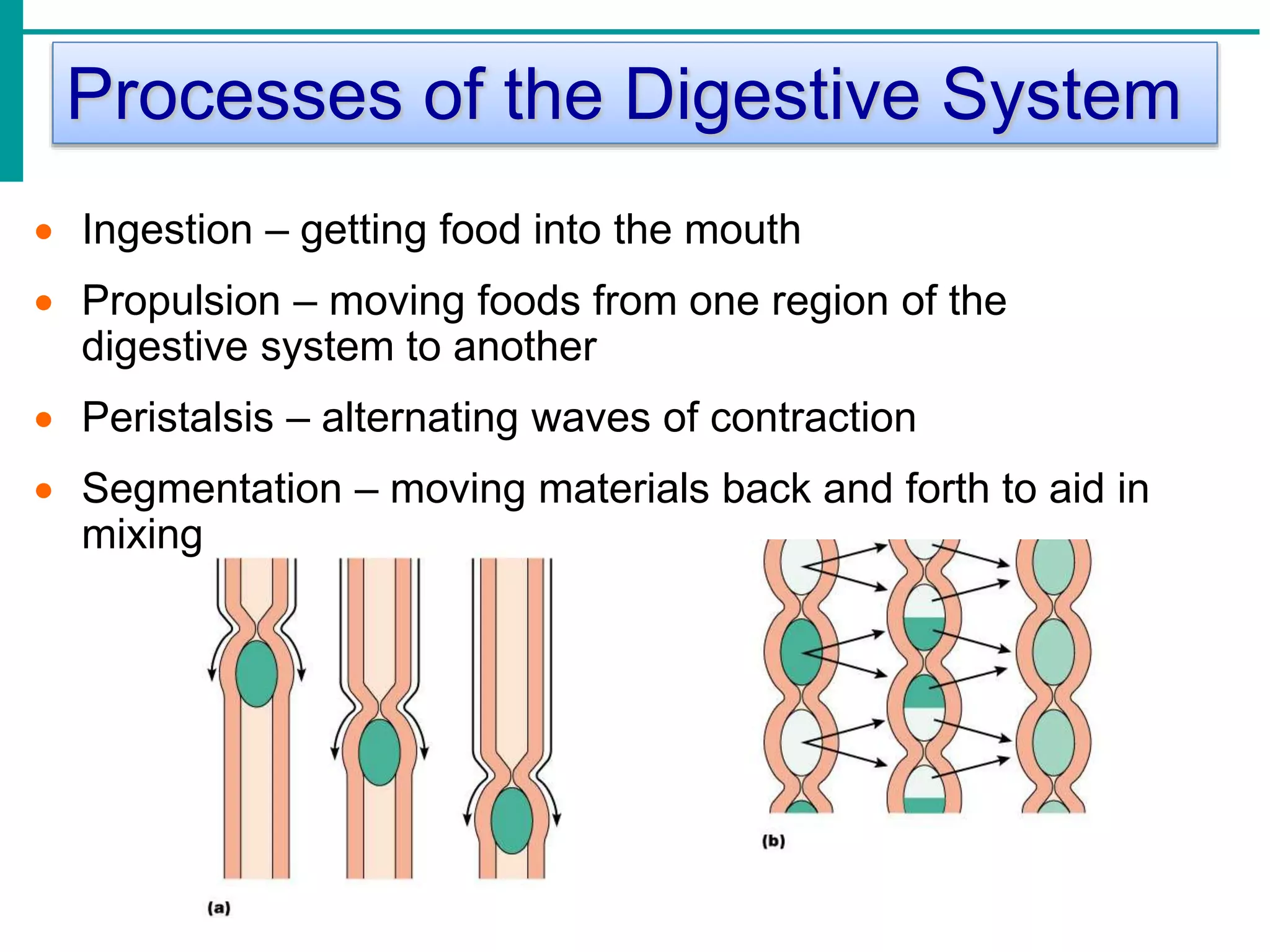 Processes of the Digestive System
 Ingestion – getting food into the mouth
 Propulsion – moving foods from one region of the
digestive system to another
 Peristalsis – alternating waves of contraction
 Segmentation – moving materials back and forth to aid in
mixing
 