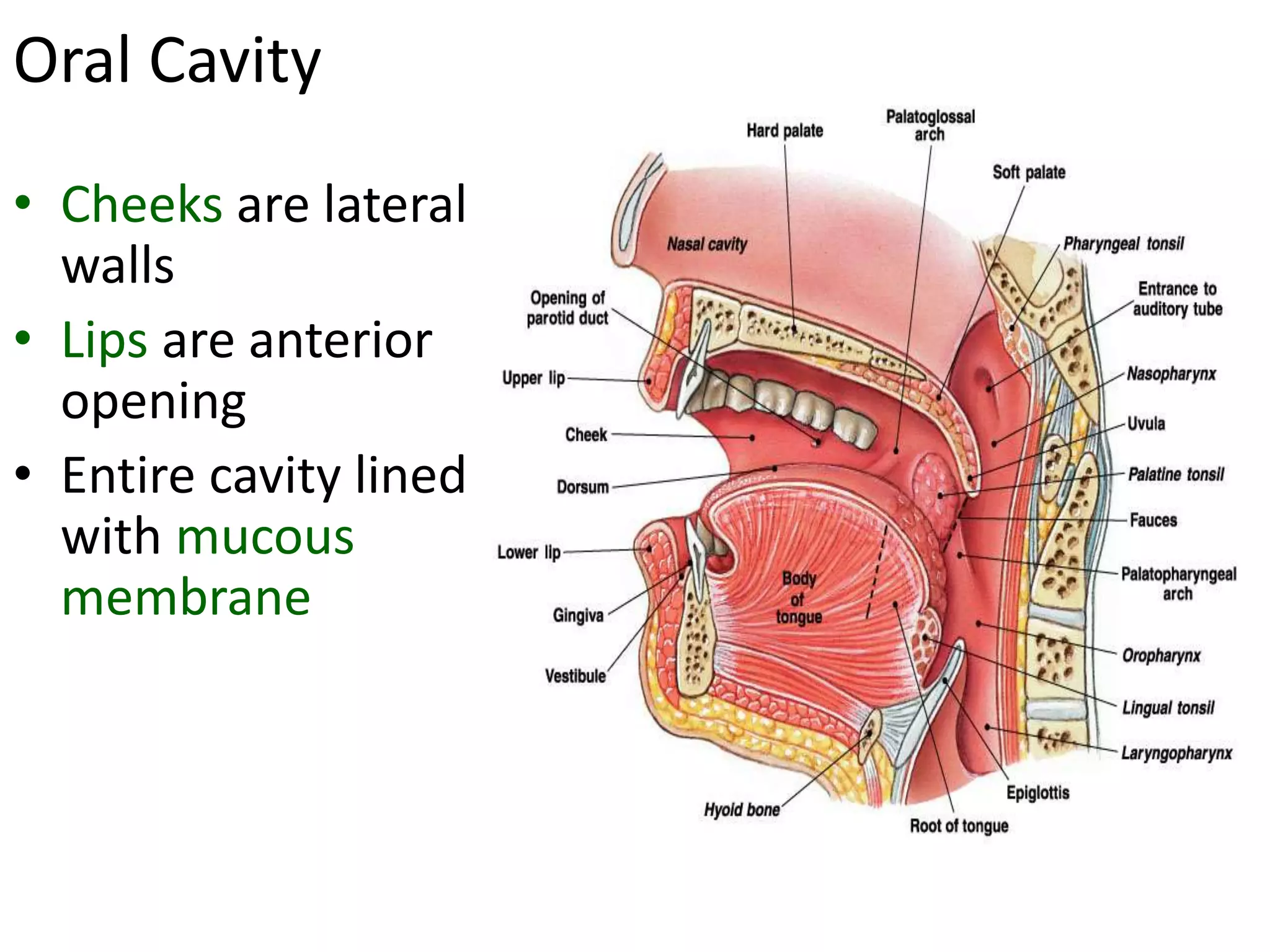 Oral Cavity
• Cheeks are lateral
walls
• Lips are anterior
opening
• Entire cavity lined
with mucous
membrane
 