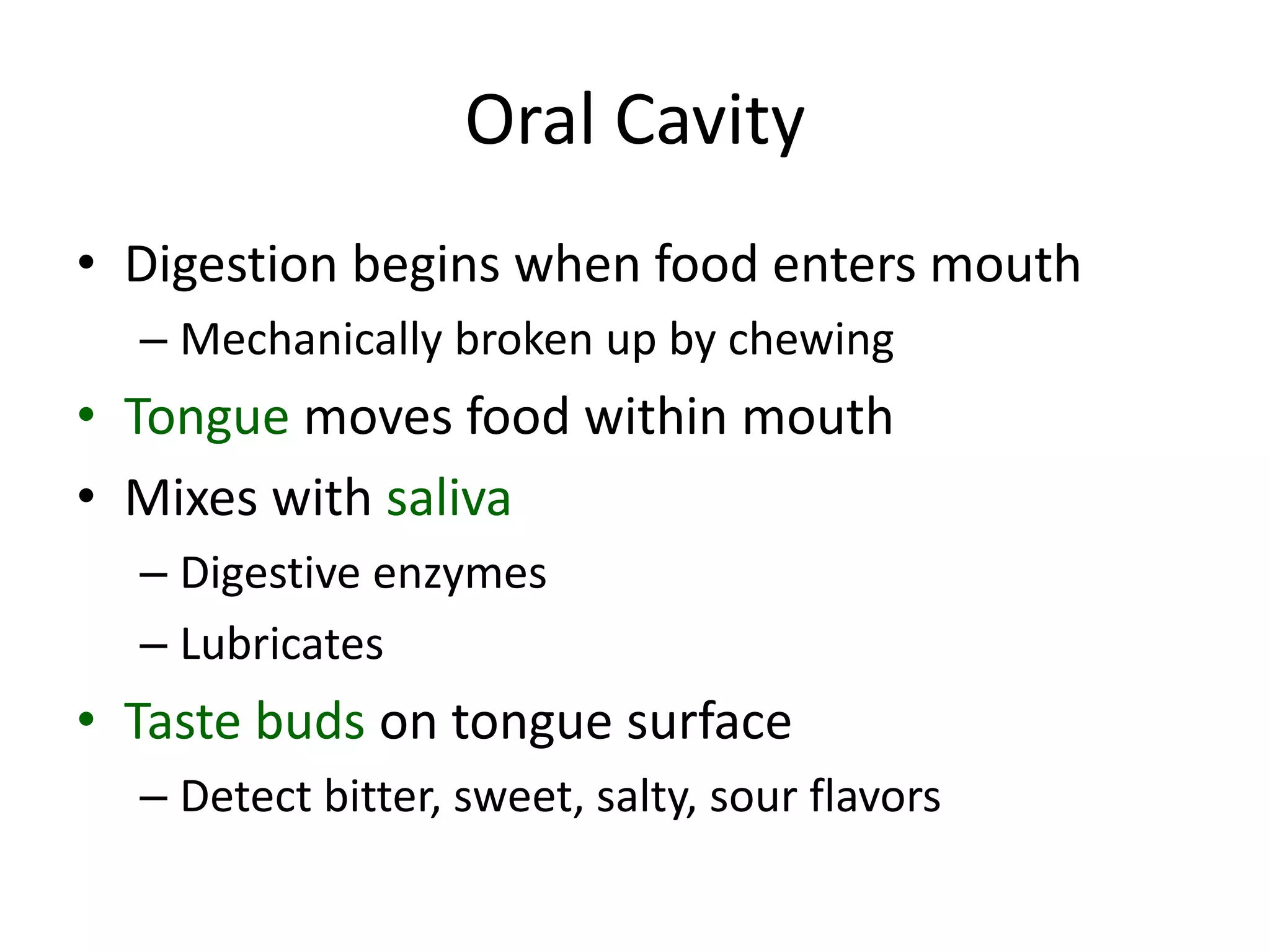 Oral Cavity
• Digestion begins when food enters mouth
– Mechanically broken up by chewing
• Tongue moves food within mouth
• Mixes with saliva
– Digestive enzymes
– Lubricates
• Taste buds on tongue surface
– Detect bitter, sweet, salty, sour flavors
 