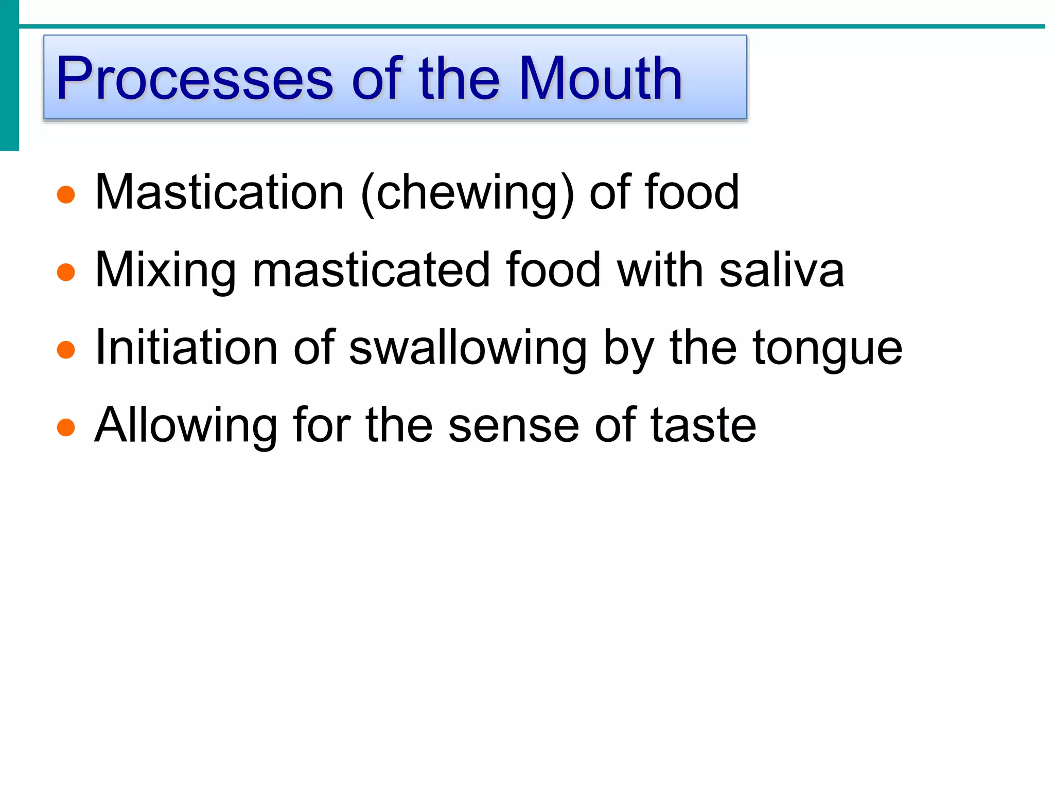 Processes of the Mouth
 Mastication (chewing) of food
 Mixing masticated food with saliva
 Initiation of swallowing by the tongue
 Allowing for the sense of taste
 