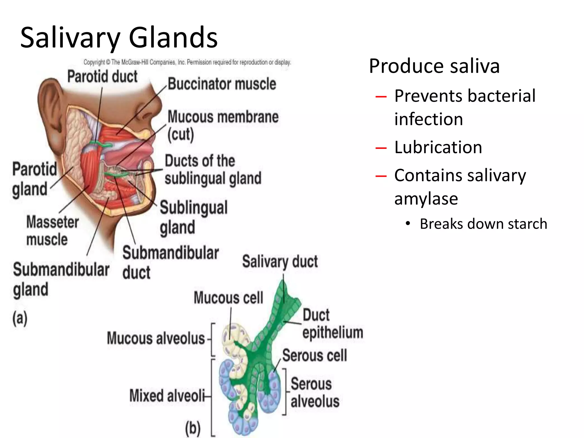 Salivary Glands
• Produce saliva
– Prevents bacterial
infection
– Lubrication
– Contains salivary
amylase
• Breaks down starch
 