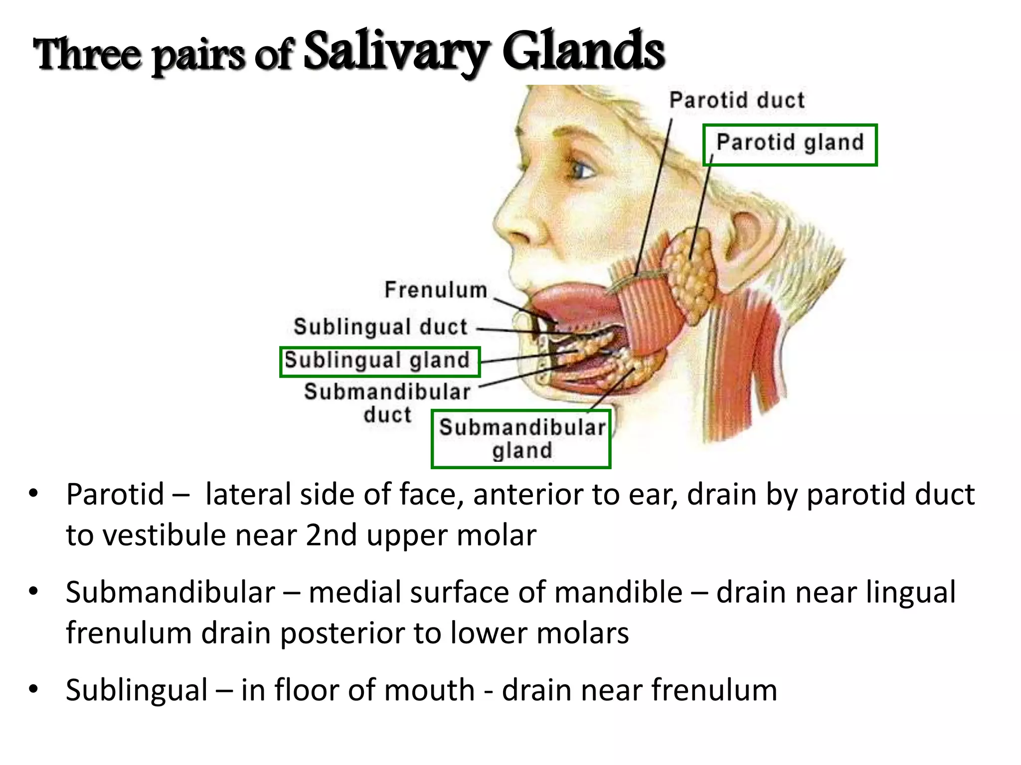 Three pairs of Salivary Glands
• Parotid – lateral side of face, anterior to ear, drain by parotid duct
to vestibule near 2nd upper molar
• Submandibular – medial surface of mandible – drain near lingual
frenulum drain posterior to lower molars
• Sublingual – in floor of mouth - drain near frenulum
 