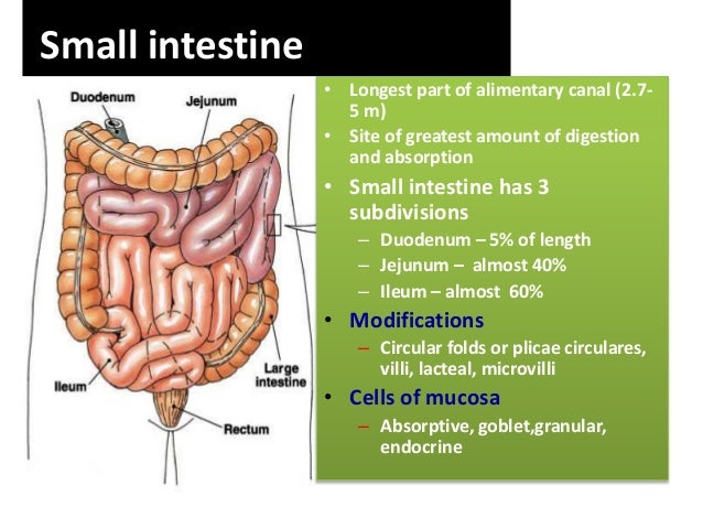digestive system and disorders