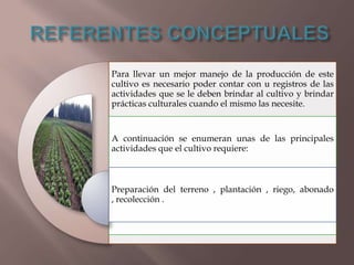 Para llevar un mejor manejo de la producción de este
cultivo es necesario poder contar con u registros de las
actividades que se le deben brindar al cultivo y brindar
prácticas culturales cuando el mismo las necesite.

A continuación se enumeran unas de las principales
actividades que el cultivo requiere:

Preparación del terreno , plantación , riego, abonado
, recolección .

 