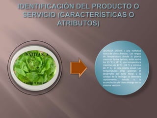 LECHUGA SATIVA: s una hortaliza
típica de climas frescos. Los rangos
de temperatura donde la planta
crece en forma óptima, están entre
los 15 °C y 18° C, con temperatura
máximas de 21°C - 24 °C y mínima
de 7° C, es una planta anual. Las
temperaturas altas aceleran el
desarrollo del tallo floral y la
calidad de la lechuga se deteriora
rápidamente,
debido
a
la
acumulación de látex amargo en su
sistema vascular.

 