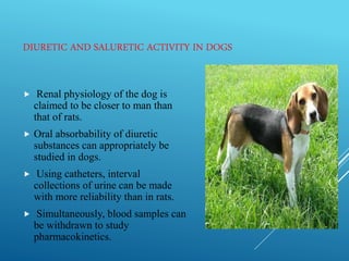 DIURETIC AND SALURETIC ACTIVITY IN DOGS
 Renal physiology of the dog is
claimed to be closer to man than
that of rats.
 Oral absorbability of diuretic
substances can appropriately be
studied in dogs.
 Using catheters, interval
collections of urine can be made
with more reliability than in rats.
 Simultaneously, blood samples can
be withdrawn to study
pharmacokinetics.
30
 