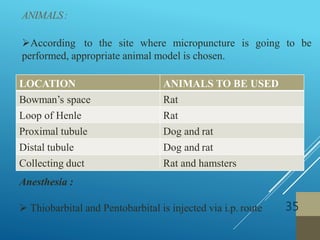 ANIMALS:
35
According to the site where micropuncture is going to be
performed, appropriate animal model is chosen.
LOCATION ANIMALS TO BE USED
Bowman’s space Rat
Loop of Henle Rat
Proximal tubule Dog and rat
Distal tubule Dog and rat
Collecting duct Rat and hamsters
Anesthesia :
 Thiobarbital and Pentobarbital is injected via i.p. route
 