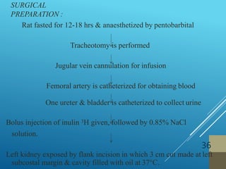 SURGICAL
PREPARATION :
36
Rat fasted for 12-18 hrs & anaesthetized by pentobarbital
Tracheotomy is performed
Jugular vein cannulation for infusion
Femoral artery is catheterized for obtaining blood
One ureter & bladder is catheterized to collect urine
Bolus injection of inulin 3H given, followed by 0.85% NaCl
solution.
Left kidney exposed by flank incision in which 3 cm cut made at left
subcostal margin & cavity filled with oil at 37°C.
 