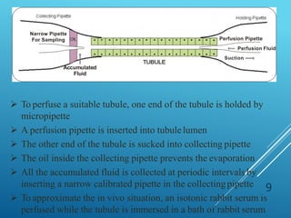 OIL Perfusion Pipette
Perfusion Fluid
Suction
Accumulated
Fluid
Narrow Pipette
For Sampling
 To perfuse a suitable tubule, one end of the tubule is holded by
micropipette
 A perfusion pipette is inserted into tubulelumen
 The other end of the tubule is sucked into collecting pipette
 The oil inside the collecting pipette prevents the evaporation
 All the accumulated fluid is collected at periodic intervals by
inserting a narrow calibrated pipette in the collectingpipette
 To approximate the in vivo situation, an isotonic rabbit serum is
perfused while the tubule is immersed in a bath of rabbit serum
9
 