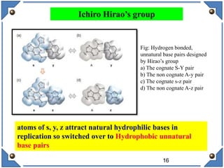 16
atoms of s, y, z attract natural hydrophilic bases in
replication so switched over to Hydrophobic unnatural
base pairs
Fig: Hydrogen bonded,
unnatural base pairs designed
by Hirao’s group
a) The cognate S-Y pair
b) The non cognate A-y pair
c) The cognate s-z pair
d) The non cognate A-z pair
Ichiro Hirao’s group
 