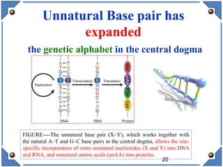 20
Unnatural Base pair has
expanded
the genetic alphabet in the central dogma
FIGURE----The unnatural base pair (X–Y), which works together with
the natural A–T and G–C base pairs in the central dogma, allows the site-
specific incorporation of extra unnatural nucleotides (X and Y) into DNA
and RNA, and unnatural amino acids (unAA) into proteins.
 