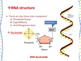 DNA & RNA | PPTX