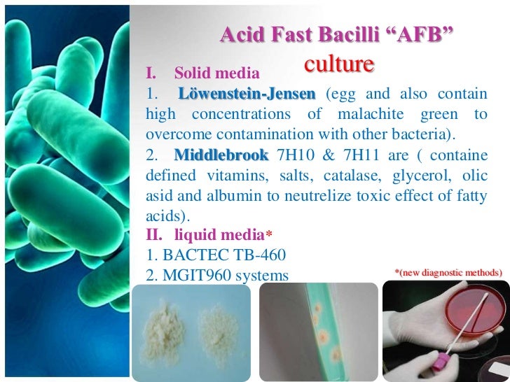 What Is Afb Infection _ Sputum for AFB Testing: Purpose, Procedure, and ...
