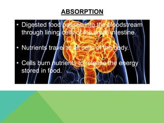 The Digestive System | PPTX