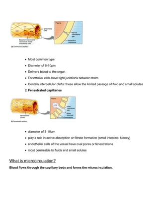 • Most common type
• Diameter of 8-10μm
• Delivers blood to the organ
• Endothelial cells have tight junctions between them
• Contain intercellular clefts: these allow the limited passage of fluid and small solutes
2. Fenestrated capillaries
• diameter of 8-10um
• play a role in active absorption or filtrate formation (small intestine, kidney)
• endothelial cells of the vessel have oval pores or fenestrations
• most permeable to fluids and small solutes
What is microcirculation?
Blood flows through the capillary beds and forms the microcirculation.
 
