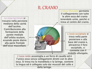 IL CRANIO
Le ossa lacrimali si
trovano nella porzione
mediana della cavità
dell’occhio.
Contribuiscono alla
formazione della
parete mediale
dell’orbita oculare,
essendo poste dietro
alla parte frontale
dell’osso mascellare.
L’osso sfenoide permette
il collegamento con tutte
le altre ossa del cranio
tenendole unite, poiché si
trova al centro del cranio.
L’osso occipitale si
trova nella parte
posteriore e alla
base del cranio e,
attraverso il foro
occipitale, si
connette con il
midollo allungato.
L’osso ioide assomiglia a un ferro di cavallo ed è
l’unico osso senza collegamenti diretti con le altre
ossa. Si trova tra la mandibola e la laringe, sostiene
la lingua ed è collegato solo dai muscoli del collo e
della laringe.
 
