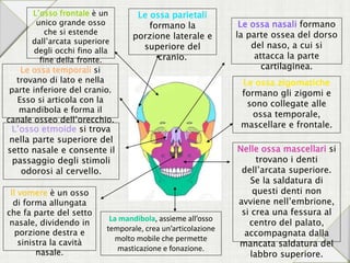 La mandibola, assieme all’osso
temporale, crea un’articolazione
molto mobile che permette
masticazione e fonazione.
Nelle ossa mascellari si
trovano i denti
dell’arcata superiore.
Se la saldatura di
questi denti non
avviene nell’embrione,
si crea una fessura al
centro del palato,
accompagnata dalla
mancata saldatura del
labbro superiore.
Il vomere è un osso
di forma allungata
che fa parte del setto
nasale, dividendo in
porzione destra e
sinistra la cavità
nasale.
Le ossa zigomatiche
formano gli zigomi e
sono collegate alle
ossa temporale,
mascellare e frontale.
Le ossa nasali formano
la parte ossea del dorso
del naso, a cui si
attacca la parte
cartilaginea.
Le ossa parietali
formano la
porzione laterale e
superiore del
cranio.
L’osso frontale è un
unico grande osso
che si estende
dall’arcata superiore
degli occhi fino alla
fine della fronte.
Le ossa temporali si
trovano di lato e nella
parte inferiore del cranio.
Esso si articola con la
mandibola e forma il
canale osseo dell’orecchio.
L’osso etmoide si trova
nella parte superiore del
setto nasale e consente il
passaggio degli stimoli
odorosi al cervello.
 