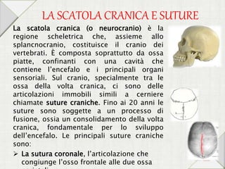 LA SCATOLA CRANICA E SUTURE
La scatola cranica (o neurocranio) è la
regione scheletrica che, assieme allo
splancnocranio, costituisce il cranio dei
vertebrati. È composta soprattutto da ossa
piatte, confinanti con una cavità che
contiene l’encefalo e i principali organi
sensoriali. Sul cranio, specialmente tra le
ossa della volta cranica, ci sono delle
articolazioni immobili simili a cerniere
chiamate suture craniche. Fino ai 20 anni le
suture sono soggette a un processo di
fusione, ossia un consolidamento della volta
cranica, fondamentale per lo sviluppo
dell’encefalo. Le principali suture craniche
sono:
 La sutura coronale, l’articolazione che
congiunge l’osso frontale alle due ossa
 