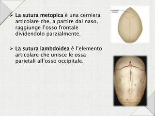  La sutura metopica è una cerniera
articolare che, a partire dal naso,
raggiunge l’osso frontale
dividendolo parzialmente.
 La sutura lambdoidea è l’elemento
articolare che unisce le ossa
parietali all’osso occipitale.
 