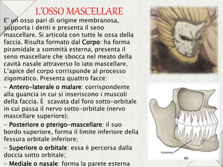 L’OSSO MASCELLARE
E’ un osso pari di origine membranosa,
supporta i denti e presenta il seno
mascellare. Si articola con tutte le ossa della
faccia. Risulta formato dal Corpo: ha forma
piramidale a sommità esterna, presenta il
seno mascellare che sbocca nel meato della
cavità nasale attraverso lo iato mascellare.
L’apice del corpo corrisponde al processo
zigomatico. Presenta quattro facce:
- Antero-laterale o malare: corrispondente
alla guancia in cui si inseriscono i muscoli
della faccia. È scavata dal foro sotto-orbitale
in cui passa il nervo sotto-orbitale (nervo
mascellare superiore);
- Posteriore o pterigo-mascellare: il suo
bordo superiore, forma il limite inferiore della
fessura orbitale inferiore;
- Superiore o orbitale: essa è percorsa dalla
doccia sotto orbitale;
- Mediale o nasale: forma la parete esterna
 