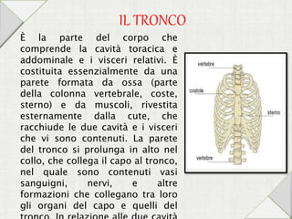 IL TRONCO
È la parte del corpo che
comprende la cavità toracica e
addominale e i visceri relativi. È
costituita essenzialmente da una
parete formata da ossa (parte
della colonna vertebrale, coste,
sterno) e da muscoli, rivestita
esternamente dalla cute, che
racchiude le due cavità e i visceri
che vi sono contenuti. La parete
del tronco si prolunga in alto nel
collo, che collega il capo al tronco,
nel quale sono contenuti vasi
sanguigni, nervi, e altre
formazioni che collegano tra loro
gli organi del capo e quelli del
 