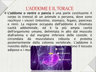 L’ADDOME E IL TORACE
 L'addome o ventre o pancia è una parte costituente il
corpo (o tronco) di un animale o persona, dove sono
racchiusi i visceri (intestino, stomaco, fegato, pancreas
e reni). La regione occupata dall'addome è chiamata
cavità addominale, ed è la più ampia cavità
dell'organismo umano, delimitata in alto dal muscolo
diaframma e dal margine inferiore delle costole; è
circondata da muscolatura robusta e protetta
posteriormente dalla colonna vertebrale. L'addome è
rivestito dalla cute, sotto la quale si estendono il tessuto
adiposo e i muscoli.
 