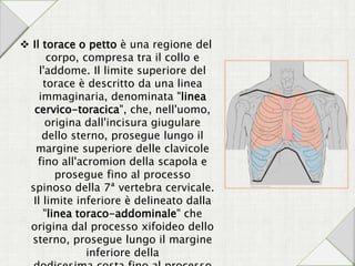  Il torace o petto è una regione del
corpo, compresa tra il collo e
l'addome. Il limite superiore del
torace è descritto da una linea
immaginaria, denominata "linea
cervico-toracica", che, nell'uomo,
origina dall'incisura giugulare
dello sterno, prosegue lungo il
margine superiore delle clavicole
fino all'acromion della scapola e
prosegue fino al processo
spinoso della 7ª vertebra cervicale.
Il limite inferiore è delineato dalla
"linea toraco-addominale" che
origina dal processo xifoideo dello
sterno, prosegue lungo il margine
inferiore della
 