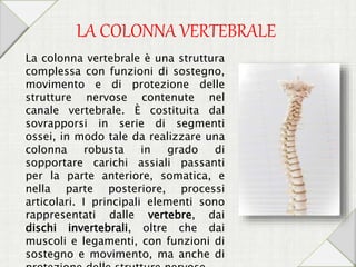 LA COLONNA VERTEBRALE
La colonna vertebrale è una struttura
complessa con funzioni di sostegno,
movimento e di protezione delle
strutture nervose contenute nel
canale vertebrale. È costituita dal
sovrapporsi in serie di segmenti
ossei, in modo tale da realizzare una
colonna robusta in grado di
sopportare carichi assiali passanti
per la parte anteriore, somatica, e
nella parte posteriore, processi
articolari. I principali elementi sono
rappresentati dalle vertebre, dai
dischi invertebrali, oltre che dai
muscoli e legamenti, con funzioni di
sostegno e movimento, ma anche di
 