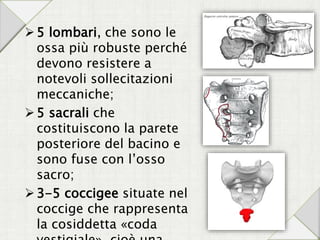 5 lombari, che sono le
ossa più robuste perché
devono resistere a
notevoli sollecitazioni
meccaniche;
5 sacrali che
costituiscono la parete
posteriore del bacino e
sono fuse con l’osso
sacro;
3-5 coccigee situate nel
coccige che rappresenta
la cosiddetta «coda
 
