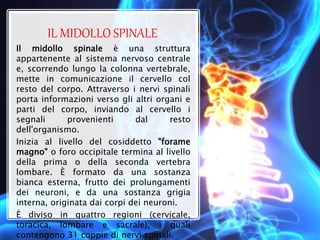 IL MIDOLLO SPINALE
Il midollo spinale è una struttura
appartenente al sistema nervoso centrale
e, scorrendo lungo la colonna vertebrale,
mette in comunicazione il cervello col
resto del corpo. Attraverso i nervi spinali
porta informazioni verso gli altri organi e
parti del corpo, inviando al cervello i
segnali provenienti dal resto
dell'organismo.
Inizia al livello del cosiddetto "forame
magno" o foro occipitale termina al livello
della prima o della seconda vertebra
lombare. È formato da una sostanza
bianca esterna, frutto dei prolungamenti
dei neuroni, e da una sostanza grigia
interna, originata dai corpi dei neuroni.
È diviso in quattro regioni (cervicale,
toracica, lombare e sacrale), i quali
contengono 31 coppie di nervi spinali.
 