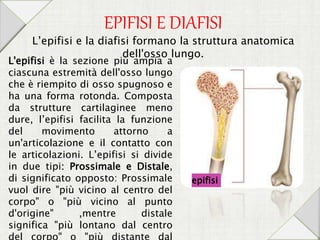 EPIFISI E DIAFISI
L'epifisi è la sezione più ampia a
ciascuna estremità dell'osso lungo
che è riempito di osso spugnoso e
ha una forma rotonda. Composta
da strutture cartilaginee meno
dure, l’epifisi facilita la funzione
del movimento attorno a
un'articolazione e il contatto con
le articolazioni. L’epifisi si divide
in due tipi: Prossimale e Distale,
di significato opposto: Prossimale
vuol dire "più vicino al centro del
corpo" o "più vicino al punto
d'origine" ,mentre distale
significa "più lontano dal centro
L’epifisi e la diafisi formano la struttura anatomica
dell'osso lungo.
epifisi
 