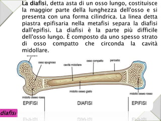 diafisi
La diafisi, detta asta di un osso lungo, costituisce
la maggior parte della lunghezza dell'osso e si
presenta con una forma cilindrica. La linea detta
piastra epifisaria nella metafisi separa la diafisi
dall'epifisi. La diafisi è la parte più difficile
dell'osso lungo. È composto da uno spesso strato
di osso compatto che circonda la cavità
midollare.
 
