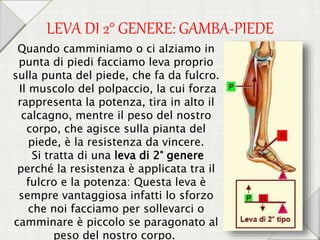 Quando camminiamo o ci alziamo in
punta di piedi facciamo leva proprio
sulla punta del piede, che fa da fulcro.
Il muscolo del polpaccio, la cui forza
rappresenta la potenza, tira in alto il
calcagno, mentre il peso del nostro
corpo, che agisce sulla pianta del
piede, è la resistenza da vincere.
Si tratta di una leva di 2° genere
perché la resistenza è applicata tra il
fulcro e la potenza: Questa leva è
sempre vantaggiosa infatti lo sforzo
che noi facciamo per sollevarci o
camminare è piccolo se paragonato al
peso del nostro corpo.
LEVA DI 2° GENERE: GAMBA-PIEDE
 