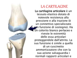 LA CARTILAGINE
La cartilagine articolare è un
tessuto elastico dotato di
notevole resistenza alla
pressione e alla trazione (è
un connettivo specializzato
con funzione di sostegno). Ha
un colorito bianco perlaceo e
riveste le estremità
delle ossa articolari
proteggendole dall'attrito. La
sua funzione è simile a quella
di un cuscinetto
ammortizzatore che con la
sua azione salvaguardia i
normali rapporti articolari e
 