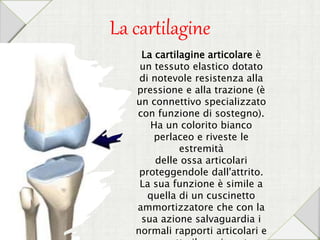 La cartilagine
La cartilagine articolare è
un tessuto elastico dotato
di notevole resistenza alla
pressione e alla trazione (è
un connettivo specializzato
con funzione di sostegno).
Ha un colorito bianco
perlaceo e riveste le
estremità
delle ossa articolari
proteggendole dall'attrito.
La sua funzione è simile a
quella di un cuscinetto
ammortizzatore che con la
sua azione salvaguardia i
normali rapporti articolari e
 