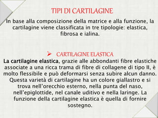 TIPI DI CARTILAGINE
In base alla composizione della matrice e alla funzione, la
cartilagine viene classificata in tre tipologie: elastica,
fibrosa e ialina.
 CARTILAGINE ELASTICA
La cartilagine elastica, grazie alle abbondanti fibre elastiche
associate a una ricca trama di fibre di collagene di tipo II, è
molto flessibile e può deformarsi senza subire alcun danno.
Questa varietà di cartilagine ha un colore giallastro e si
trova nell’orecchio esterno, nella punta del naso,
nell’epiglottide, nel canale uditivo e nella laringe. La
funzione della cartilagine elastica è quella di fornire
sostegno.
 