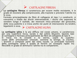 La cartilagine fibrosa si caratterizza per essere molto resistente, è in
grado di resistere alla compressione, alla trazione e previene l’attrito tra
le ossa.
Formata principalmente da fibre di collagene di tipo I e condrociti, si
concentra a livello dei dischi intervertebrali, i dischi che separano le
vertebre lungo il rachide, dei menischi intra-articolari del ginocchio,
delle ossa pubiche e si trova anche nei punti di intersezione tra tendini,
legamenti e ossa.
La cartilagine ialina è la più diffusa nel corpo umano, si caratterizza
per una superficie liscia, lucida e dal colore bluastro. Questo tipo
di cartilagine è formata principalmente da fibre di collagene di tipo II.
Si trova tra le costole e lo sterno, copre le superfici
ossee delle articolazioni sinoviali, sostiene la laringe, la trachea,
i bronchi e compone parte del setto nasale. La principale funzione
della cartilagine ialina è quella di fornire un sostegno rigido ma
flessibile in grado di diminuire l’attrito tra le componenti.
 CARTILAGINE FIBROSA
 CARTILAGINE IALINA
 