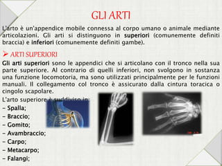 GLI ARTI
L'arto è un'appendice mobile connessa al corpo umano o animale mediante
articolazioni. Gli arti si distinguono in superiori (comunemente definiti
braccia) e inferiori (comunemente definiti gambe).
 ARTI SUPERIORI
Gli arti superiori sono le appendici che si articolano con il tronco nella sua
parte superiore. Al contrario di quelli inferiori, non svolgono in sostanza
una funzione locomotoria, ma sono utilizzati principalmente per le funzioni
manuali. Il collegamento col tronco è assicurato dalla cintura toracica o
cingolo scapolare.
L'arto superiore è suddiviso in:
- Spalla;
- Braccio;
- Gomito;
- Avambraccio;
- Carpo;
- Metacarpo;
- Falangi;
 