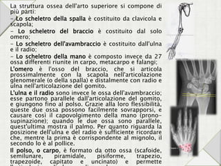 La struttura ossea dell'arto superiore si compone di
più parti:
- Lo scheletro della spalla è costituito da clavicola e
scapola;
- Lo scheletro del braccio è costituito dal solo
omero;
- Lo scheletro dell'avambraccio è costituito dall'ulna
e il radio;
- Lo scheletro della mano è composto invece da 27
ossa differenti riunite in carpo, metacarpo e falangi;
L'omero è l'osso del braccio, che si articola
prossimalmente con la scapola nell'articolazione
glenomerale (o della spalla) e distalmente con radio e
ulna nell'articolazione del gomito.
L'ulna e il radio sono invece le ossa dell'avambraccio;
esse partono parallele dall'articolazione del gomito,
e giungono fino al polso. Grazie alla loro flessibilità,
queste due ossa possono facilmente sovrapporsi, e
causare così il capovolgimento della mano (prono-
supinazione); quando le due ossa sono parallele,
quest'ultima mostra il palmo. Per quanto riguarda la
posizione dell'ulna e del radio è sufficiente ricordare
che, mentre la prima è corrispondente al mignolo, il
secondo lo è al pollice.
Il polso, o carpo, è formato da otto ossa (scafoide,
semilunare, piramidale, pisiforme, trapezio,
trapezoide, capitato e uncinato) e permette
 