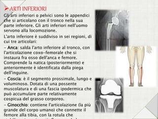 ARTI INFERIORI
Gli arti inferiori o pelvici sono le appendici
che si articolano con il tronco nella sua
parte inferiore. Gli arti inferiori nell'uomo
servono alla locomozione.
L'arto inferiore è suddiviso in sei regioni, di
cui tre articolari:
- Anca: salda l'arto inferiore al tronco, con
l'articolazione coxo-femorale che si
instaura fra osso dell'anca e femore.
Comprende la natica (posteriormente) e
anteriormente è identificata dalla piega
dell'inguine.
- Coscia: è il segmento prossimale, lungo e
voluminoso. Dotata di una possente
muscolatura e di una fascia ipodermica che
può accumulare parte relativamente
cospicua del grasso corporeo.
- Ginocchio: contiene l'articolazione (la più
grande del corpo umano) che connette il
femore alla tibia, con la rotula che
 