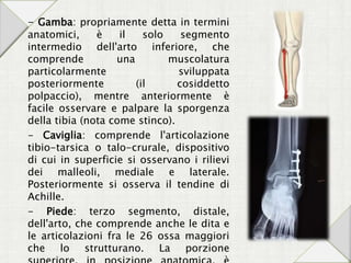 - Gamba: propriamente detta in termini
anatomici, è il solo segmento
intermedio dell'arto inferiore, che
comprende una muscolatura
particolarmente sviluppata
posteriormente (il cosiddetto
polpaccio), mentre anteriormente è
facile osservare e palpare la sporgenza
della tibia (nota come stinco).
- Caviglia: comprende l'articolazione
tibio-tarsica o talo-crurale, dispositivo
di cui in superficie si osservano i rilievi
dei malleoli, mediale e laterale.
Posteriormente si osserva il tendine di
Achille.
- Piede: terzo segmento, distale,
dell'arto, che comprende anche le dita e
le articolazioni fra le 26 ossa maggiori
che lo strutturano. La porzione
 