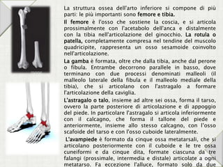 La struttura ossea dell'arto inferiore si compone di più
parti: le più importanti sono femore e tibia.
Il femore è l'osso che sostiene la coscia, e si articola
prossimalmente con l'acetabolo dell'anca e distalmente
con la tibia nell'articolazione del ginocchio. La rotula o
patella, completamente compresa nel tendine del muscolo
quadricipite, rappresenta un osso sesamoide coinvolto
nell'articolazione.
La gamba è formata, oltre che dalla tibia, anche dal perone
o fibula. Entrambe decorrono parallele in basso, dove
terminano con due processi denominati malleoli (il
malleolo laterale della fibula e il malleolo mediale della
tibia), che si articolano con l'astragalo a formare
l'articolazione della caviglia.
L'astragalo o talo, insieme ad altre sei ossa, forma il tarso,
ovvero la parte posteriore di articolazione e di appoggio
del piede. In particolare l'astragalo si articola inferiormente
con il calcagno, che forma il tallone del piede e
anteriormente, insieme allo stesso calcagno, con l’osso
scafoide del tarso e con l'osso cuboide lateralmente.
L'avampiede è formato da cinque ossa metatarsali, che si
articolano posteriormente con il cuboide e le tre ossa
cuneiformi e da cinque dita, formate ciascuna da tre
falangi (prossimale, intermedia e distale) articolate a ogni
metatarso. Fa eccezione l'alluce, formato solo da due
 