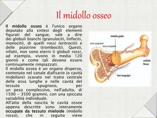 Il midollo osseo
Il midollo osseo è l'unico organo
deputato alla sintesi degli elementi
figurati del sangue, vale a dire
dei globuli bianchi (granulociti, linfociti,
monociti), di quelli rossi (eritrociti) e
delle piastrine (trombociti). Questi,
infatti, non sono eterni (i globuli rossi,
ad esempio, vivono in media 120
giorni) e come tali devono essere
continuamente rimpiazzati.
Il midollo osseo è un organo disperso,
contenuto nel canale diafisario (o cavità
midollare) scavato nel tratto centrale
delle ossa lunghe e nelle cavità del
tessuto spugnoso, per
un peso complessivo, nell'adulto, di
1500 - 3500 grammi, con una spiccata
variabilità individuale.
All'atto della nascita le cavità ossee
appena descritte sono interamente
occupate da tessuto mieloide (midollo
rosso), che in seguito viene
 