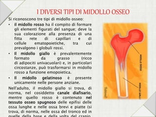 I DIVERSI TIPI DI MIDOLLO OSSEO
Si riconoscono tre tipi di midollo osseo:
• il midollo rosso ha il compito di formare
gli elementi figurati del sangue; deve la
sua colorazione alla presenza di una
fitta rete di capillari e di
cellule ematopoietiche, tra cui
prevalgono i globuli rossi.
• Il midollo giallo è prevalentemente
formato da grasso (ricco
di adipociti univacuolari) e, in particolari
circostanze, può trasformarsi in midollo
rosso a funzione emopoietica.
• Il midollo gelatinoso è presente
unicamente nelle persone anziane.
Nell'adulto, il midollo giallo si trova, di
norma, nel cosiddetto canale diafisario,
mentre quello rosso è contenuto nel
tessuto osseo spugnoso delle epifisi delle
ossa lunghe e nelle ossa brevi e piatte (si
trova, di norma, nelle ossa del tronco ed in
 