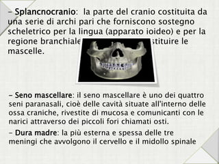 - Splancnocranio: la parte del cranio costituita da
una serie di archi pari che forniscono sostegno
scheletrico per la lingua (apparato ioideo) e per la
regione branchiale e che vanno a costituire le
mascelle.
- Seno mascellare: il seno mascellare è uno dei quattro
seni paranasali, cioè delle cavità situate all'interno delle
ossa craniche, rivestite di mucosa e comunicanti con le
narici attraverso dei piccoli fori chiamati osti.
- Dura madre: la più esterna e spessa delle tre
meningi che avvolgono il cervello e il midollo spinale
 