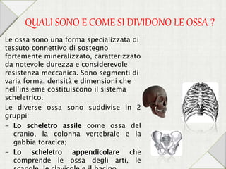 QUALI SONO E COME SI DIVIDONO LE OSSA ?
Le ossa sono una forma specializzata di
tessuto connettivo di sostegno
fortemente mineralizzato, caratterizzato
da notevole durezza e considerevole
resistenza meccanica. Sono segmenti di
varia forma, densità e dimensioni che
nell’insieme costituiscono il sistema
scheletrico.
Le diverse ossa sono suddivise in 2
gruppi:
- Lo scheletro assile come ossa del
cranio, la colonna vertebrale e la
gabbia toracica;
- Lo scheletro appendicolare che
comprende le ossa degli arti, le
 